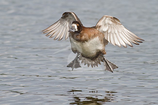 Lesser Scaup (Aythya affinis) flying in Victoria, BC, Canada. stock-image by Agami/Glenn Bartley,
