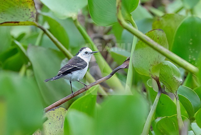 Black-backed Water-Tyrant (Fluvicola albiventer) in Brazil. stock-image by Agami/David Monticelli,