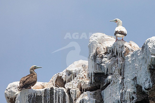 Red-footed Boobies (Sula sula) sitting on a cliff, white and brown morphs, in Raso island, Cape Verde. stock-image by Agami/Sylvain Reyt,
