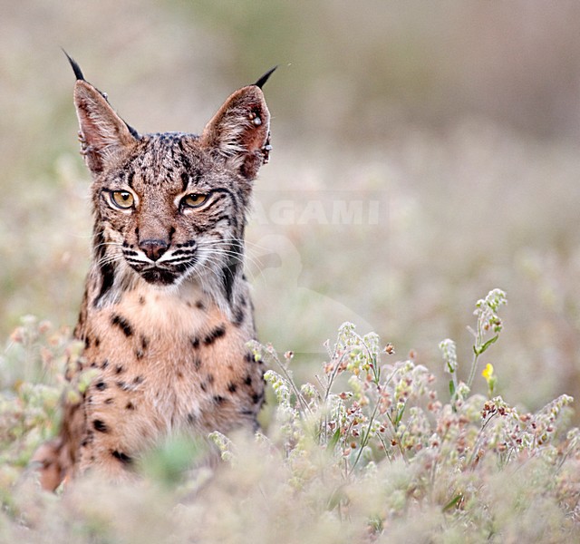 Spaanse Lynx, Iberian Lynx, Lynx pardinus stock-image by Agami/Marten van Dijl,