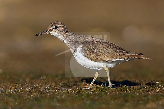 Common Sandpiper (Actitis hypoleucos), side view of an adult standing on the ground, Campania, Italy stock-image by Agami/Saverio Gatto,