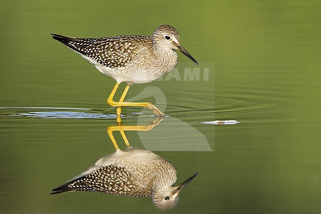 Lesser Yellowlegs (Tringa flavipes) in a mudflat in Mississauga, Ontario, Canada. stock-image by Agami/Glenn Bartley,