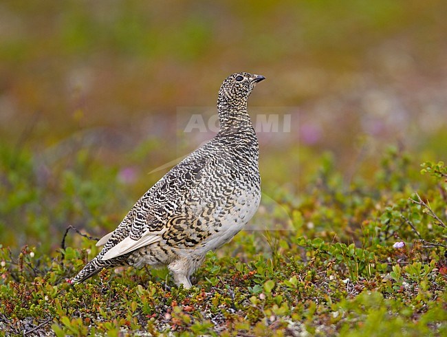 Alpensneeuwhoen in het voorjaar; Rock Ptarmigan in spring stock-image by Agami/Markus Varesvuo,