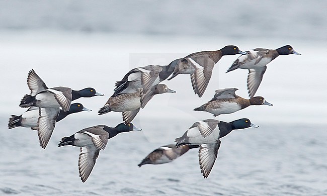 Tufted Duck (Aythya fuligula) group in flight, Utö Finland April 2018 stock-image by Agami/Markus Varesvuo,