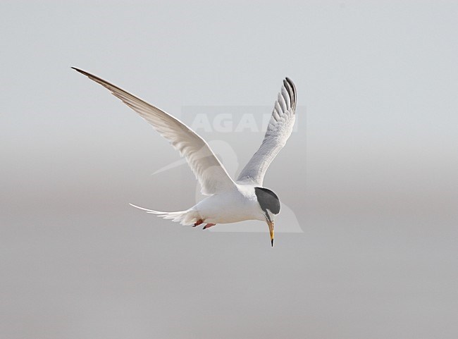Dwergstern volwassen vliegend; Little Tern adult flying stock-image by Agami/Roy de Haas,