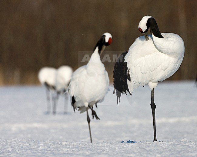Chinese Kraanvogel volwassen veren poetsend; Red-crowned Crane adult preening stock-image by Agami/Marc Guyt,