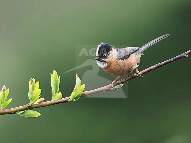 Rufous-fronted bushtit (Aegithalos iouschistos) in Northeast-India. Also known as Rufous-fronted tit. stock-image by Agami/James Eaton,