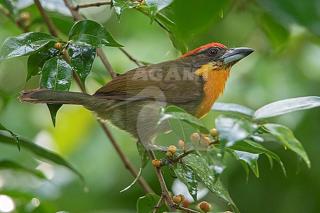 A Male Scarlet-crowned Barbet at Puerto Nariño, Amazonas, Colombia stock-image by Agami/Tom Friedel,
