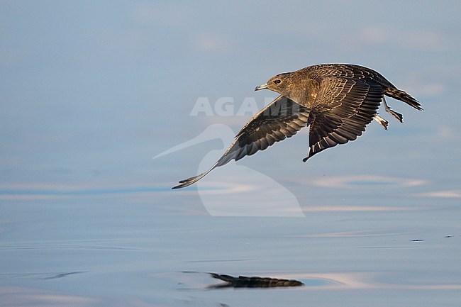 First-winter Arctic Skua (Stercorarius parasiticus) on an inlake lake in Germany (Baden-Württemberg). stock-image by Agami/Ralph Martin,