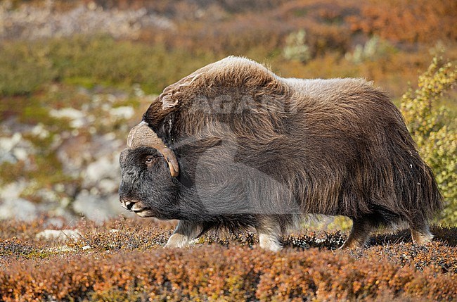 Male Muskox (Ovibos moschatus) in the Dovrefjell in Norway. An Arctic hoofed mammal of the family Bovidae introduced in parts of Scandinavia. stock-image by Agami/Alain Ghignone,