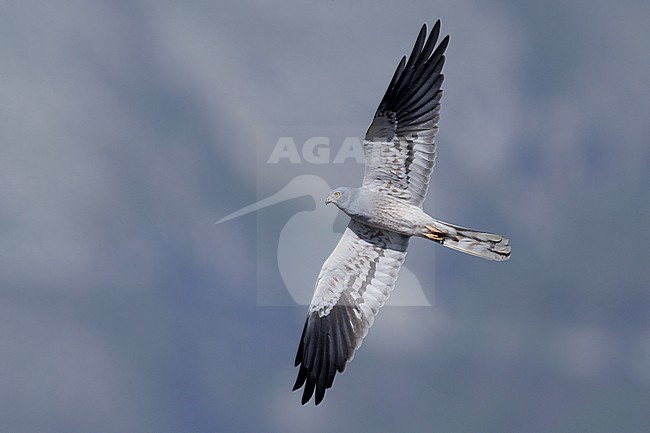 Montagu's Harrier (Circus pygargus), adult male in flight seen from below, Campania, Italy stock-image by Agami/Saverio Gatto,