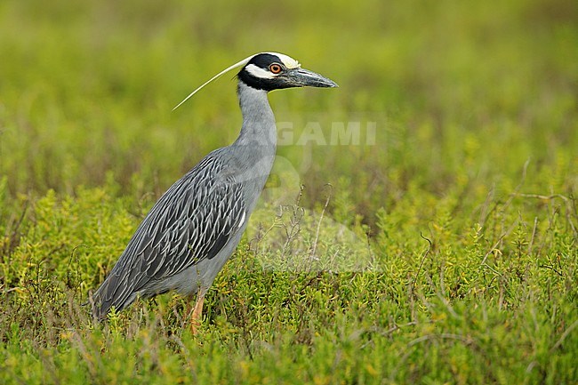 Adult Yellow-crowned Night Heron (Nyctanassa violacea) standing in green colored swamp in Galveston County, Texas, USA. stock-image by Agami/Brian E Small,