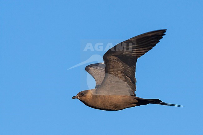 Kleine Jager, Parasitic Jaeger, Stercorarius parasiticus, Iceland, adult stock-image by Agami/Ralph Martin,