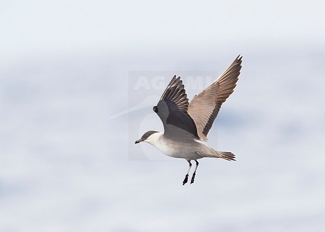 Long-tailed Skua (Stercorarius longicaudus) adult moulting to winter plumage, flying off Madeira above the Atlantic ocean stock-image by Agami/Marc Guyt,