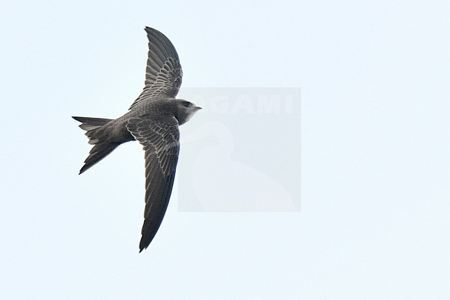 First-winter Pallid Swift (Apus pallidus) in flight over Texel in the Netherlands. stock-image by Agami/Laurens Steijn,