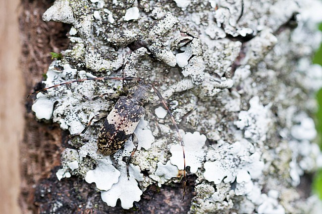 Leiopus nebulosus/linnei - Braungrauer Splintbock, Germany, imago stock-image by Agami/Ralph Martin,