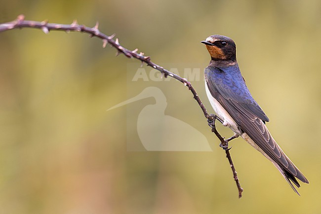 Barn Swallow (Hirundo rustica) in Italy. stock-image by Agami/Daniele Occhiato,