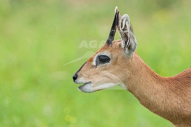 Steenbokantilope, Steenbok stock-image by Agami/Wil Leurs,