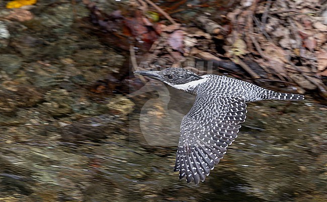 Crested Kingfisher, Megaceryle lugubris, flying over a river in Nainital, Uttarakhand, India. stock-image by Agami/Ian Davies,