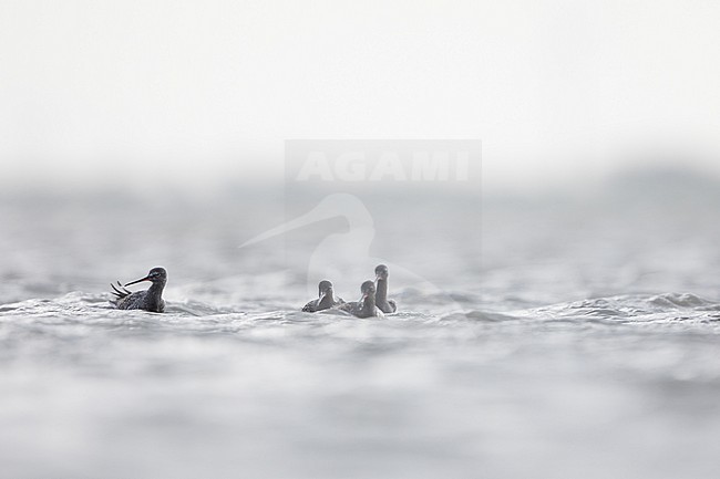 Spotted Redshank - Dunkler Wasserläufer - Tringa erythropus, Germany (Schleswig-Holstein), adult stock-image by Agami/Ralph Martin,
