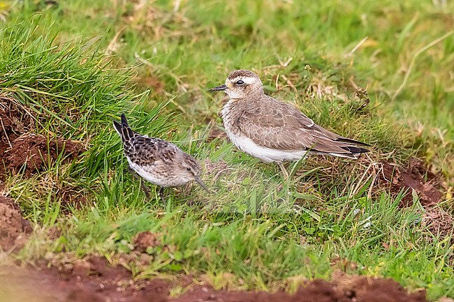First winter Caspian Plover (Charadrius asiaticus) sitting beside a first-winter White-rumped Sandpiper (Charadrius fuscicollis) in Mountain Reservoir, Corvo, Azores, Portugal. stock-image by Agami/Vincent Legrand,