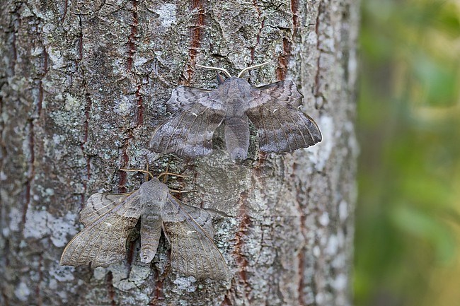 Laothoe populi - Poplar hawk-moth - Pappelschwärmer, Germany (Baden-Württemberg), imago stock-image by Agami/Ralph Martin,