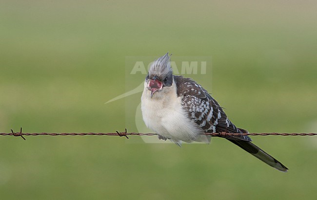 Adult Great Spotted Cuckoo (Clamator glandarius) perched on barbed wire with an open bill at Extremadura, Spain stock-image by Agami/Helge Sorensen,