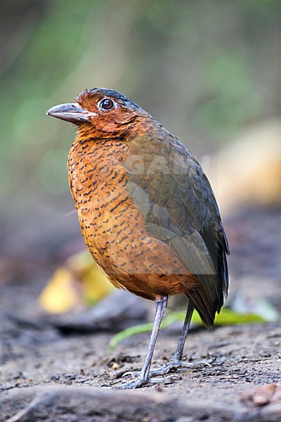 Reuzenmierpitta close-up; Giant Antpitta close up stock-image by Agami/Marc Guyt,