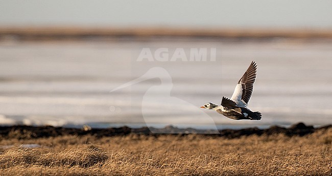 Adult male Spectacled Eider (Somateria fischeri) in flight over tundra near Utqiagvik (Barrow), northern Alaska in the United States. stock-image by Agami/Ian Davies,