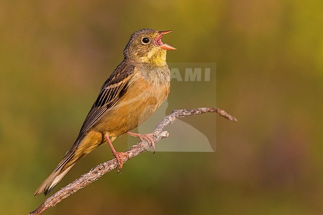 Ortolaan; Ortolan Bunting; Emberiza hortulana stock-image by Agami/Daniele Occhiato,