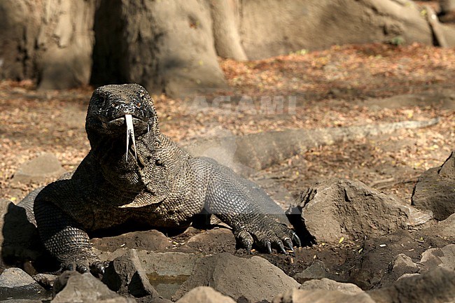Komodo Dragon (Varanus komodoensis) showing it's tongue stock-image by Agami/James Eaton,