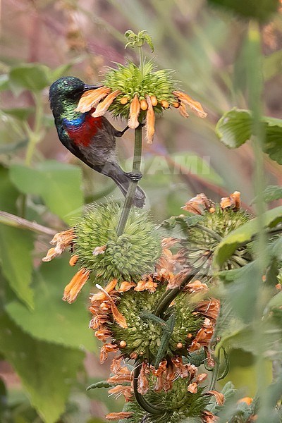 Cinnyris whytei skye (Whyte's Double-collared Sunbird (skye)) endangered and endemic to Tanzania. stock-image by Agami/Dubi Shapiro,