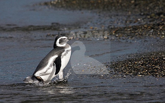 Magelhaenpinguin op het strand; Magellanic Penguin on the shore stock-image by Agami/Marc Guyt,