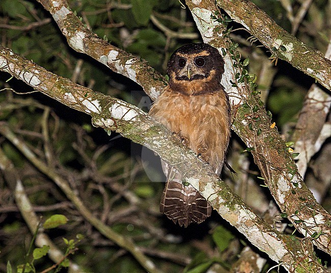 Tawny-browed Owl, Pulsatrix koeniswaldiana, adult perched on a branch at night in forest at REGUA, Brazil stock-image by Agami/Andy & Gill Swash ,