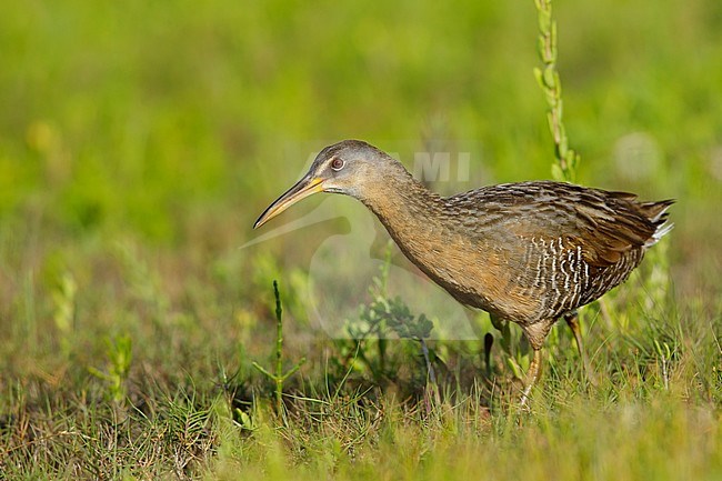 Adult Clapper Rail (Rallus crepitans) walking right out in the open in coastal salt marsh in Galveston County, Texas, USA. stock-image by Agami/Brian E Small,