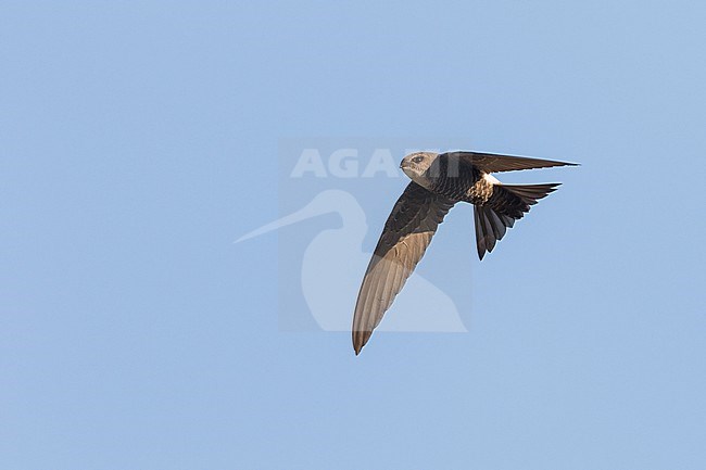 Pacific Swift - Pazifiksegler - Apus pacificus ssp. pacificus, Russia, adult stock-image by Agami/Ralph Martin,