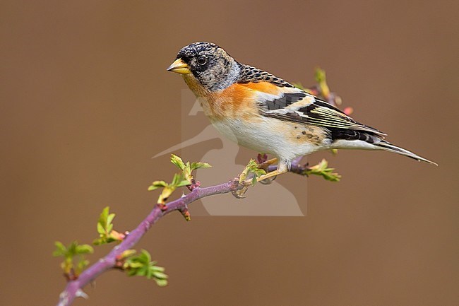 Brambling (Fringilla montifringilla) in Italy. Perched on a thin branch. stock-image by Agami/Daniele Occhiato,