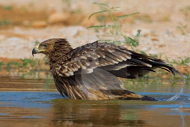 Juveniele Keizerarend bij drinkplaats; Juvenile Asian Imperial Eagle at water hole stock-image by Agami/Daniele Occhiato,