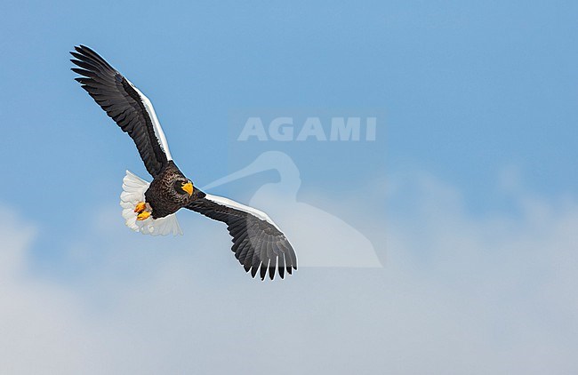 Wintering Steller's Sea Eagle (Haliaeetus pelagicus) on the island Hokkaido in Japan. stock-image by Agami/Marc Guyt,