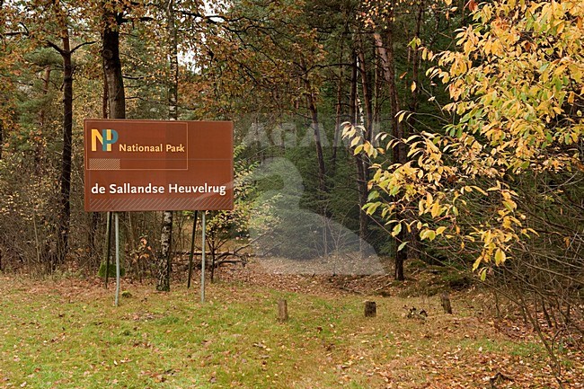 Nationaal park Sallandse Heuvelrug; National park Sallandse Heuvelrug stock-image by Agami/Han Bouwmeester,