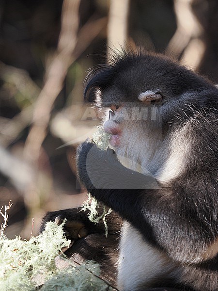 Yunnan Snub-nosed Monkey Rhinopithecus bieti stock-image by Agami/James Eaton,