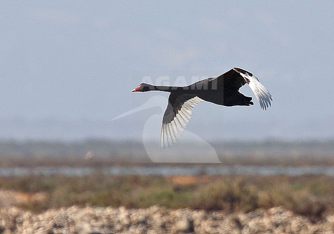 Adult Black Swan (Cygnus atratus) in flight, seen from the side. stock-image by Agami/Andy & Gill Swash ,