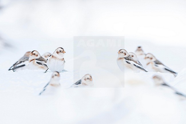  stock-image by Agami/Marcel Burkhardt,