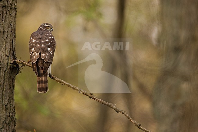 Vrouwtje Sperwer zittend op tak, Eurasian Sparrowhawk female perched on a branch stock-image by Agami/Menno van Duijn,