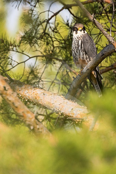 Eurasian Hobby - Baumfalke - Falco subbuteo ssp. subbuteo, Russia (Baikal), adult stock-image by Agami/Ralph Martin,