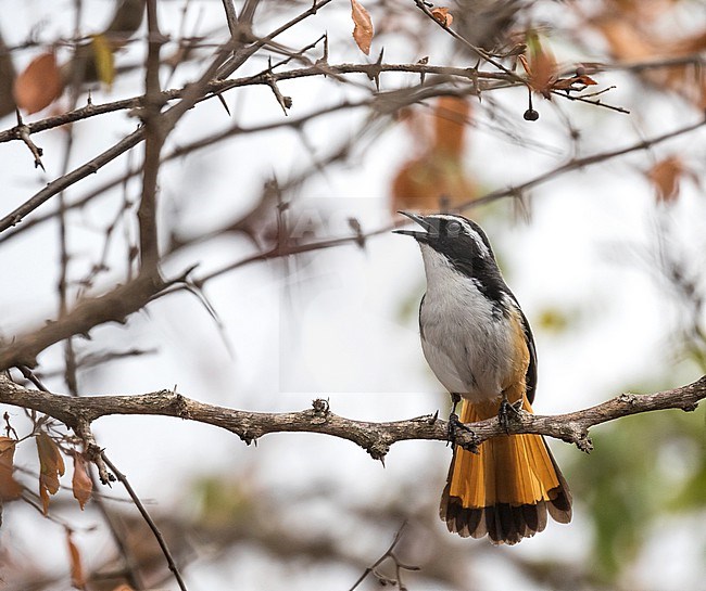 White-throated Robin-Chat (Dessonornis humeralis) in South Africa. stock-image by Agami/Pete Morris,