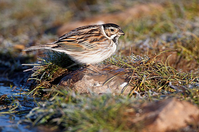 Male Common Reed Bunting (Emberiza schoeniclus) wintering in Spain. stock-image by Agami/Oscar Díez,