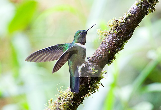 Merida-zonnekolibrie in tropisch bos, Amethyst-throated Sunangel in tropical forest stock-image by Agami/Marc Guyt,