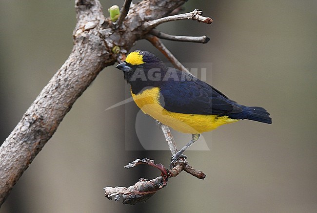 Male Purple-throated Euphonia, Euphonia chlorotica, in Brazil. stock-image by Agami/Laurens Steijn,