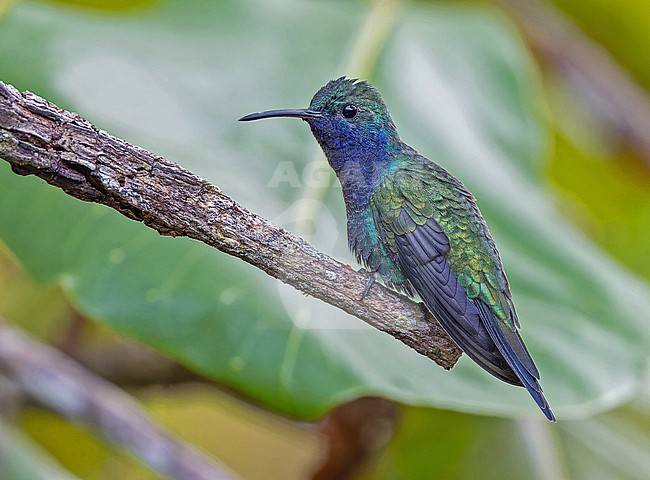Male Sapphire-throated Hummingbird (Chrysuronia coeruleogularis) in Panama. stock-image by Agami/Pete Morris,